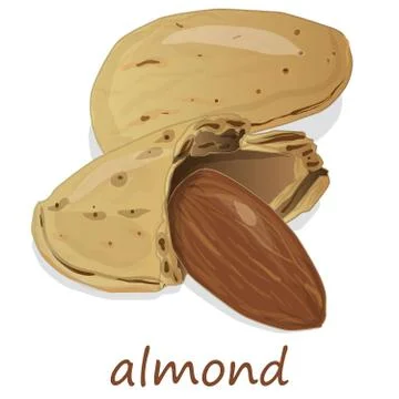 Almond isolated. Nuts on white background. Stock Illustration