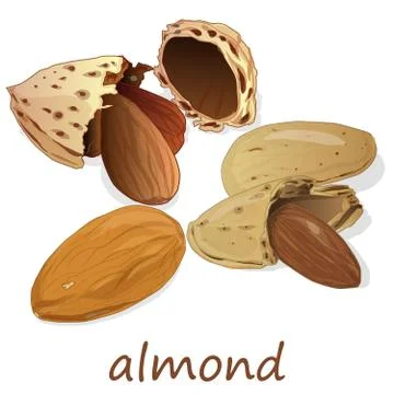 Almond isolated. Nuts on white background. Stock Illustration