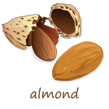 Almond isolated. Nuts on white background. Stock Illustration