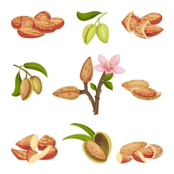 Almond Kernel with Nutshell and Without Vector Set. Organic Food Ingredient Stock Illustration