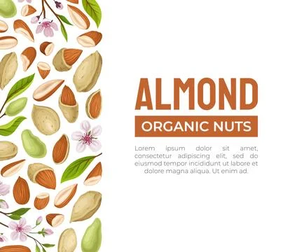 Almond Nut Banner Design with Kernel in Shell Vector Template Stock Illustration