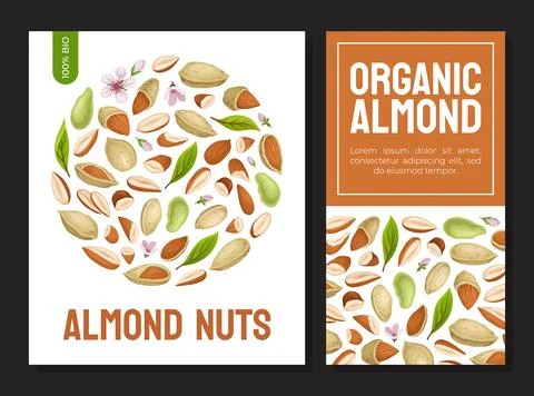 Almond Nut Banner Design with Kernel in Shell Vector Template 스톡 일러스트