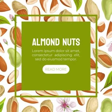 Almond Nut Banner Design with Kernel in Shell Vector Template Illustrazione stock