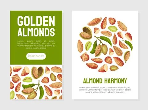 Almond Nut Banner Design with Shell and Kernel Vector Template 스톡 일러스트