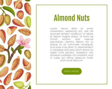 Almond Nut Banner Design with Shell and Kernel Vector Template Stock Illustration