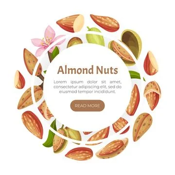 Almond Nut Banner Design with Shell and Kernel Vector Template 스톡 일러스트