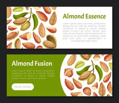 Almond Nut Banner Design with Shell and Kernel Vector Template 스톡 일러스트