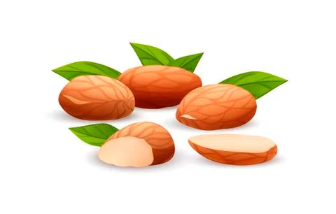 Almond nut composition, food vector drawing, flat Stock Illustration