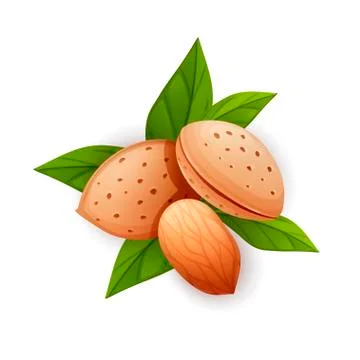 Almond nut composition, food vector drawing, flat Stock Illustration