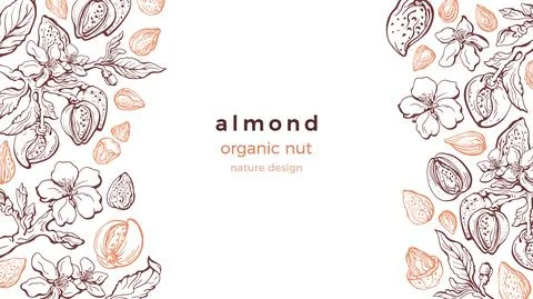 Almond nut frame. Vector art pattern. Farm harvest Stock Illustration