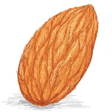 Almond nut Stock Illustration