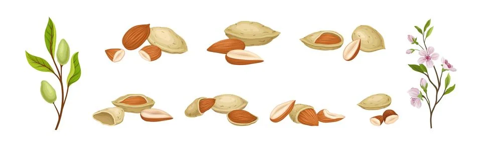 Almond Nut Kernel or Seed in Shell as Dried Snack Vector Set Illustrazione stock