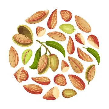 Almond Nut Round Shape Design with Shell and Kernel Vector Template Stock Illustration