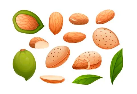 Almond nut set. Different statements and rotations Stock Illustration
