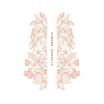 Almond nut. Vector frame. Art drawn botanical tree Stock Illustration