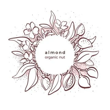 Almond nut. Vector nature round template. Botanical branch, fruit, leaf, flow Stock Illustration
