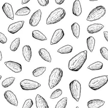 Almond nut vector seamless pattern. Hand drawn background. Food ingredient sk Stock Illustration