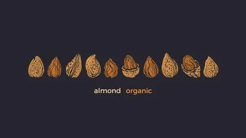 Almond nuts bio set. Vector texture shape isolated Stock Illustration