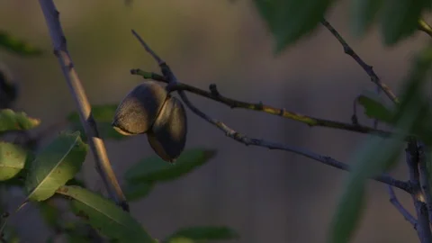 Almond nuts on a branch in the sunshine Stock Footage 96761953
