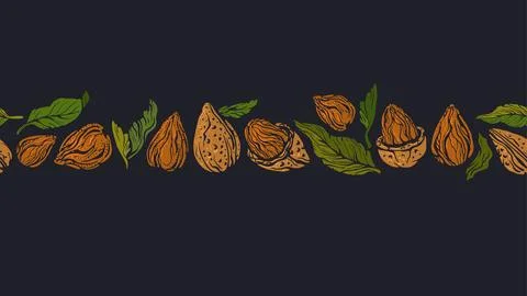 Almond nuts, leaf. Vector seamless pattern, strip Stock Illustration