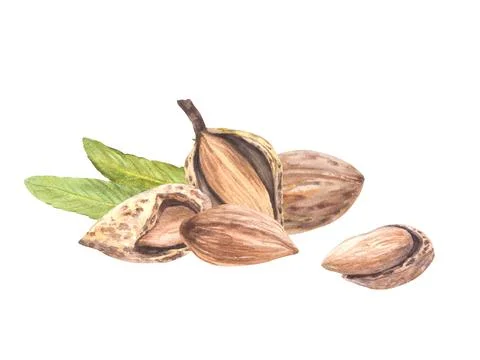 Almond nuts, peeled and in the nutshell with leaves. Watercolor hand drawn snack Stock Illustration
