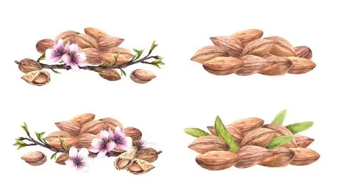 Almond nuts pile. Tree spring blooming branch with leaves, flowers. Watercolor Stock Illustration