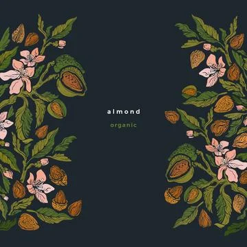 Almond nuts, plant border Vector floral background Stock Illustration