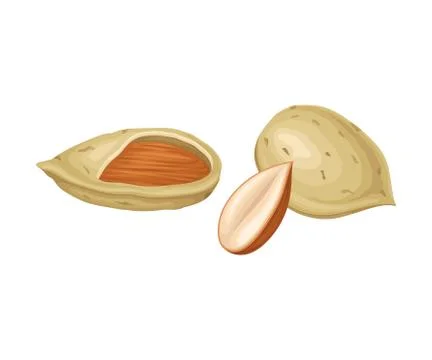 Almond Nuts in Shell and Half Peeled Vector Element Illustrazione stock