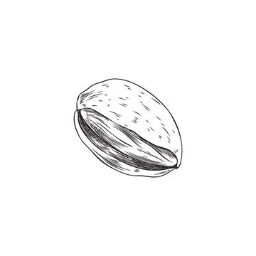 Almond nutshell in hand drawn sketch style, vector illustration isolated on Stock Illustration
