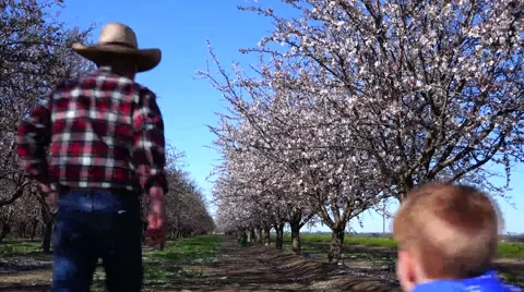 Almond Orchard, boy running eager to learn Stock Footage 47180843