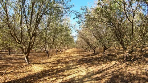 Almond orchard Stock Footage 128540019