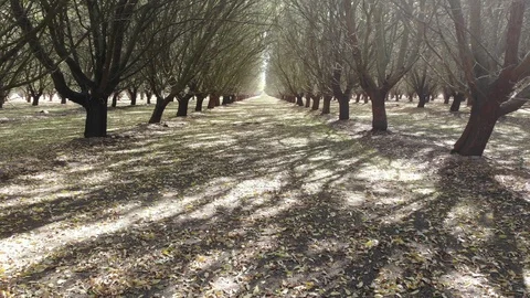 Almond orchard Stock Footage 128540576