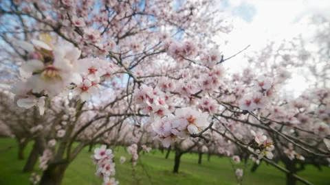 Almond orchard trees in full bloom with abundant pink and white blossoms on a Stock Footage 337783257