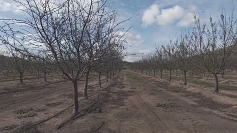 Almond Orchard In Winter Dormant Leafless Tree Landscape Stock Footage 344825530
