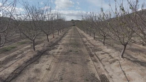 Almond Orchard In Winter Dormant Leafless Tree Landscape Stock Footage 344827142