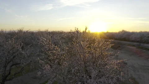 Almond orchards in bloom. 스톡 동영상 170919511