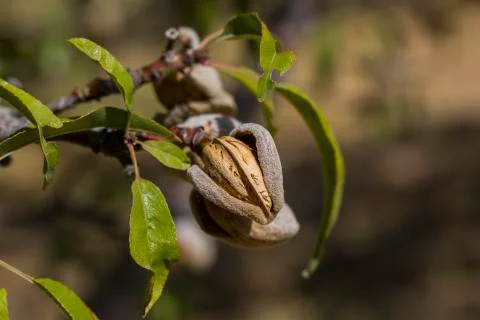 Almond Stock Photos