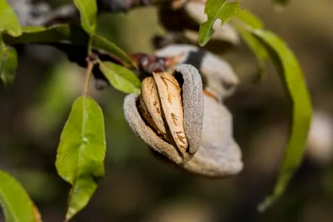 Almond Stock Photos