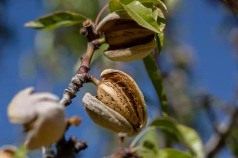Almond Stock Photos