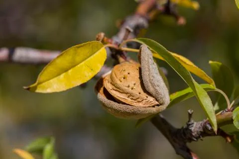 Almond Stock Photos