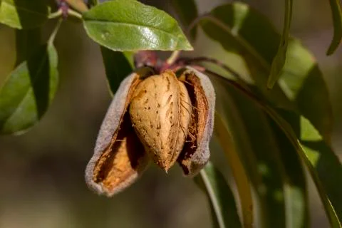 Almond Stock Photos