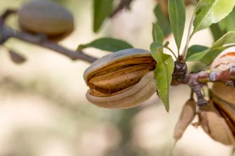 Almond Stock Photos