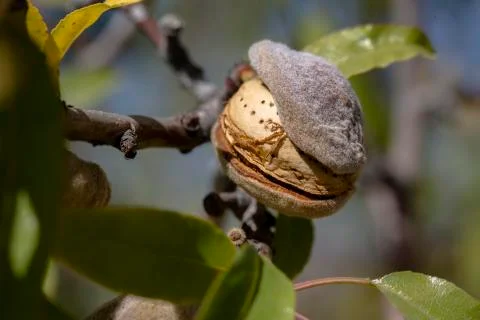 Almond Foto stock
