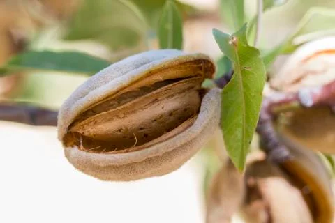 Almond Stock Photos
