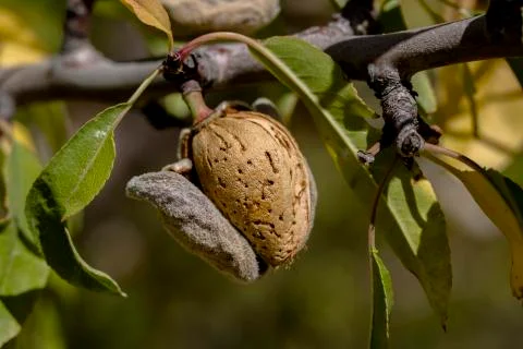 Almond Stock Photos