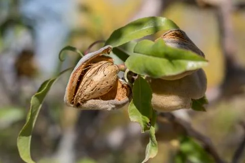 Almond Stock Photos