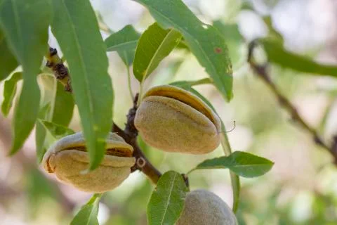 Almond Stock Photos