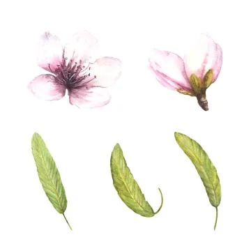 Almond, Sakura, cherry, apple trees flowers, buds and leaves Watercolor hand Stock Illustration