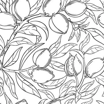Almond seamless pattern Illustrazione stock