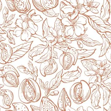 Almond seamless pattern. Vector real branch, nut, leaf, flower on white backg Stockillustratie